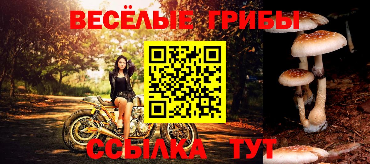Галлюциногенные грибы Psilocybine cubensis Мичуринск